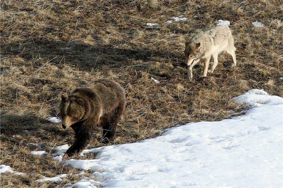 Отношения между волками и медведями