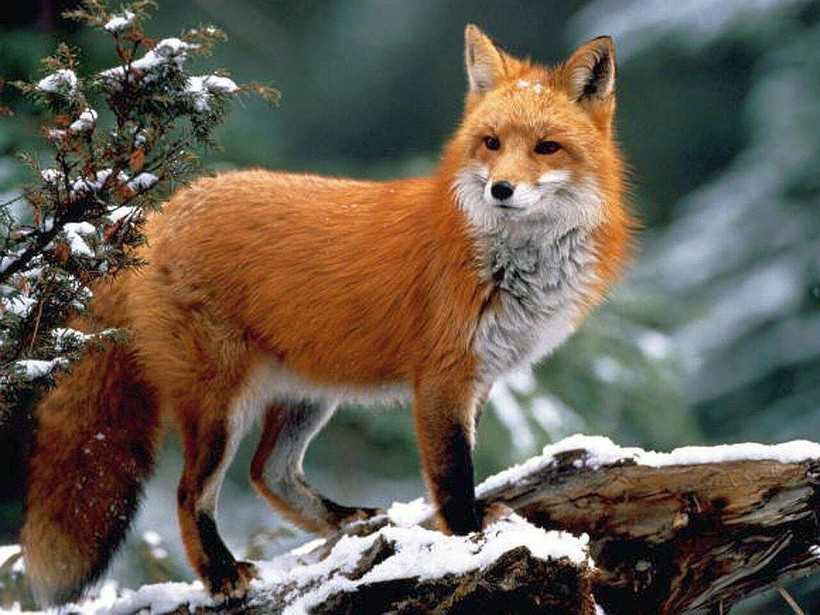 Влияние условий содержания на продолжительность жизни лисы