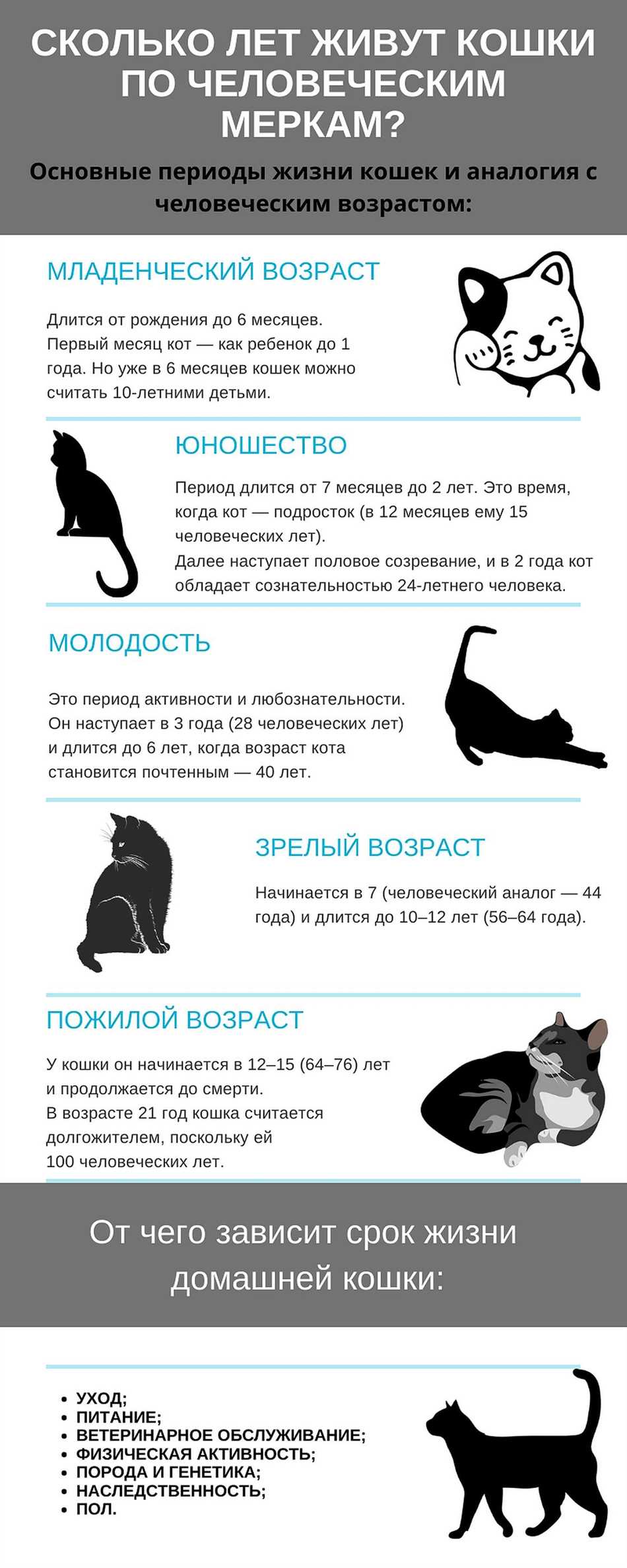 Сколько живут коты долгожители?