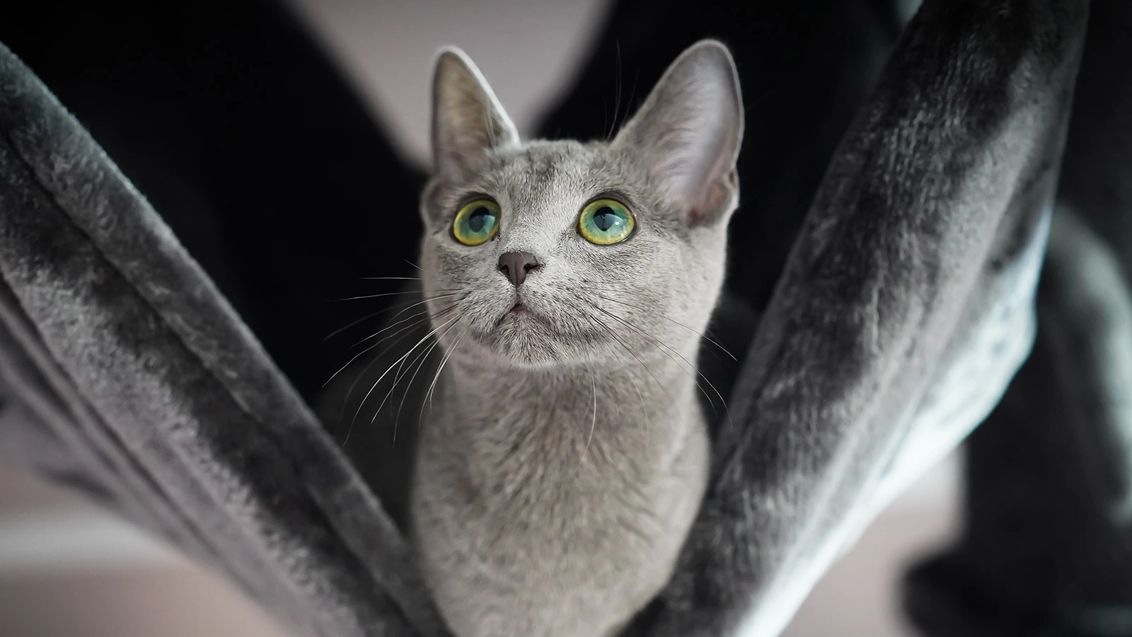 Продолжительность жизни кошачьих в целом