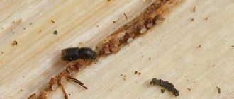 Сколько живут жуки короеды: возраст, условия, особенности