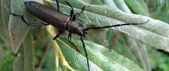 Продолжительность жизни усачей: как долго живут эти жуки?