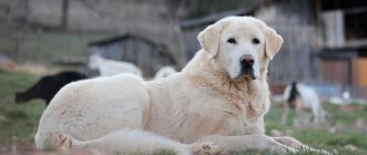 Список запрещенных пород собак в России: узнайте, какие породы в России запрещены