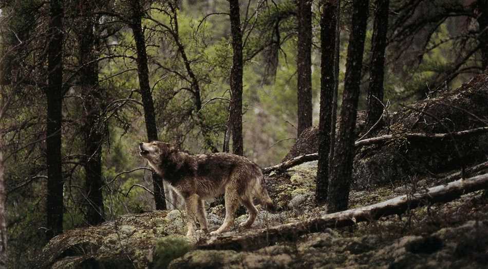 Стоит ли бояться в лесу летом волков?