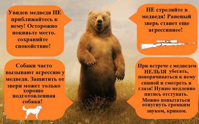 Природа медведя