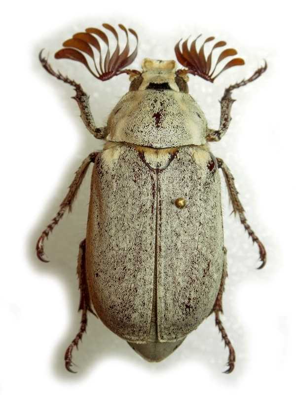 Мифы и предрассудки о июльских жуках
