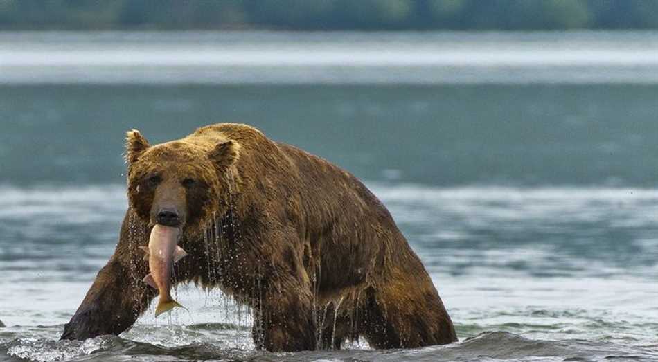 Полярный медведь