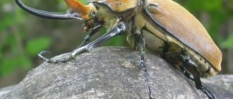 Топ-10 самых крупных жуков в мире: впечатляющие размеры и факты