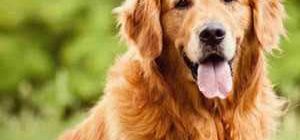 Топ самых добрых собак в мире: список и их клички