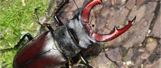 У каких жуков есть рога? Обзор жуков с рогами и их особенности