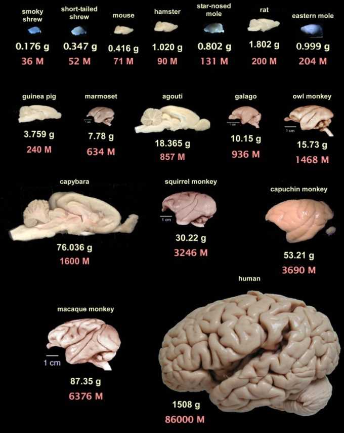 У какого млекопитающего самый большой мозг?