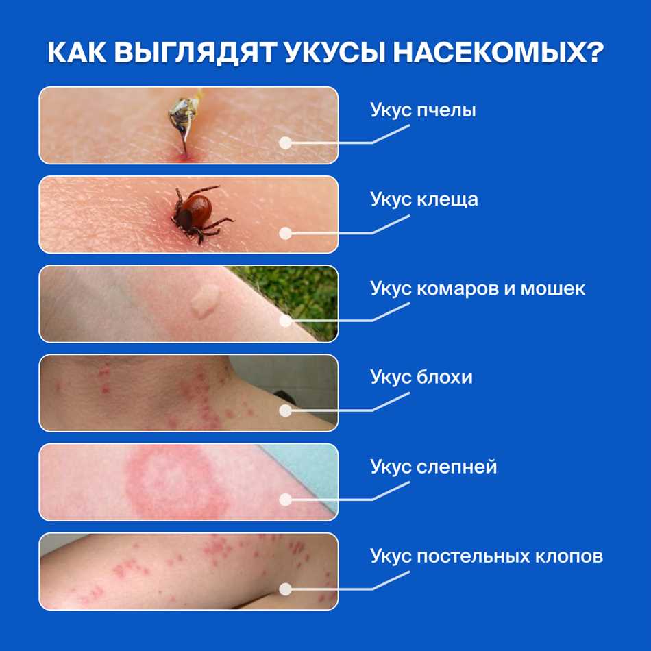 Пчелы