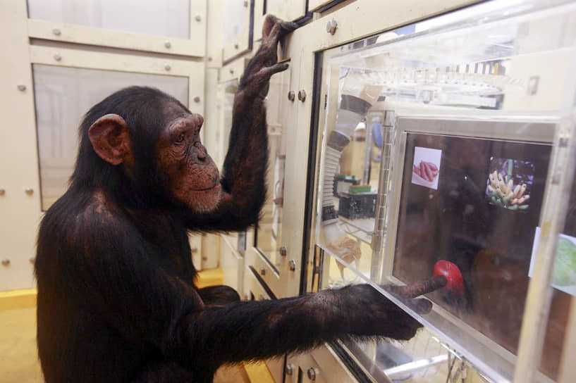 Особенности интеллекта шимпанзе