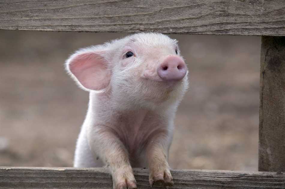 Буддизм и отношение к свинье