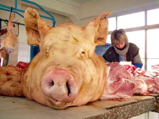 У какой религии свинья грязное животное?