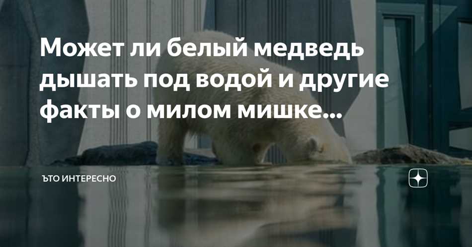 Медведи и их адаптация к водной среде