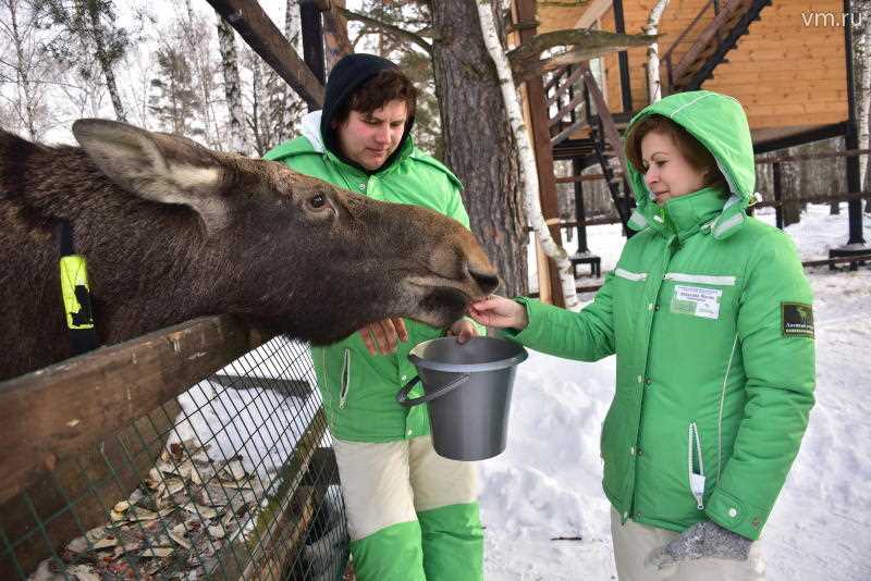 Умные ли лоси