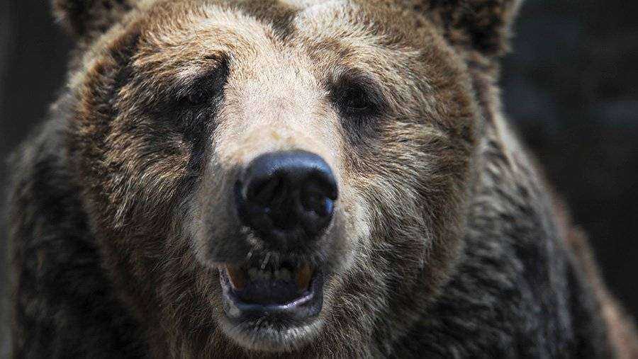 Опасность бурого медведя: зачем бояться этого хищника?