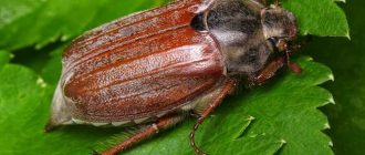Различия между майским и июньским жуком