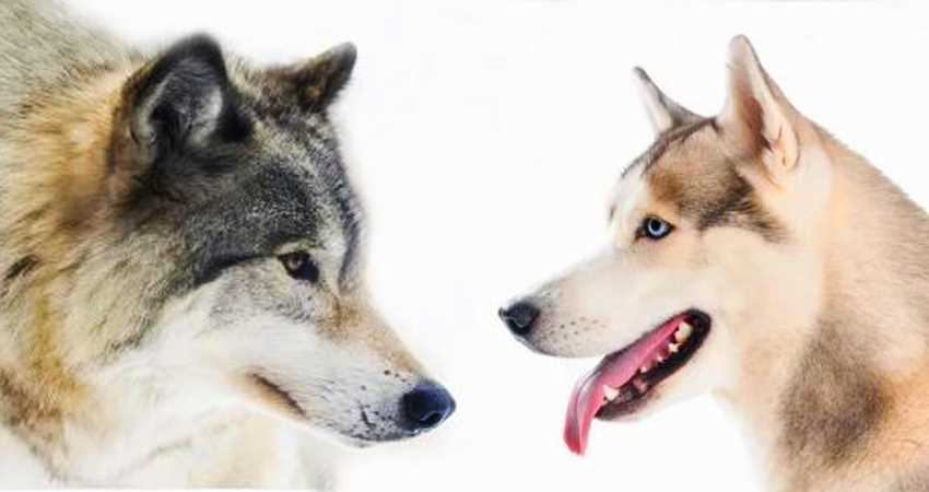 Физические характеристики собаки и волка