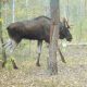 В каких местах лоси сбрасывают рога