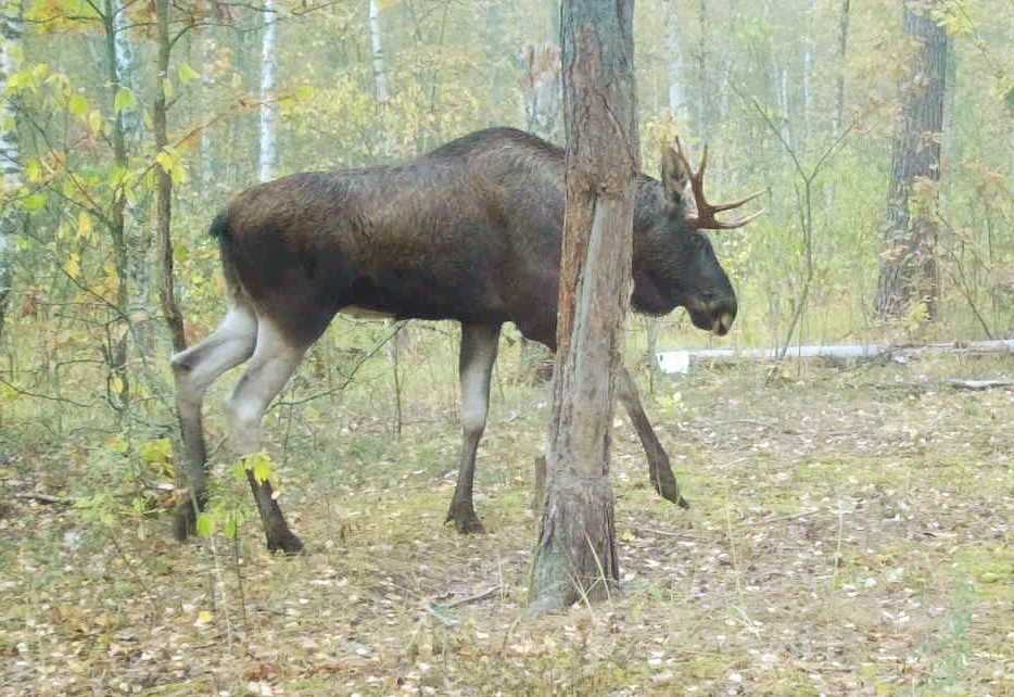 В каких местах лоси сбрасывают рога?