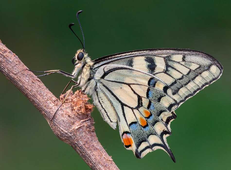 Республика Карелия: Важное место для бабочки Махаона