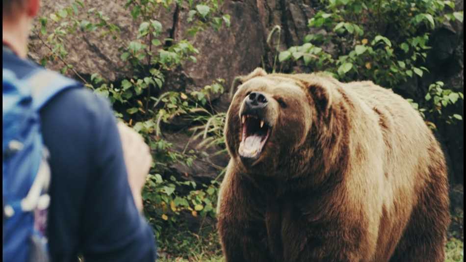 В каких случаях нападает медведь?