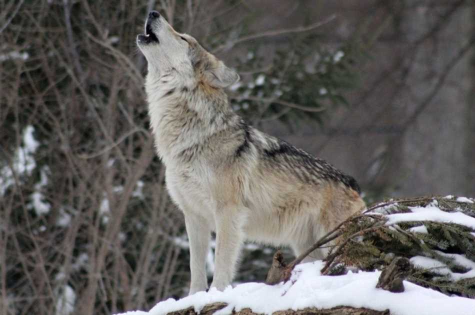 Волки нападают для защиты своей территории и семьи