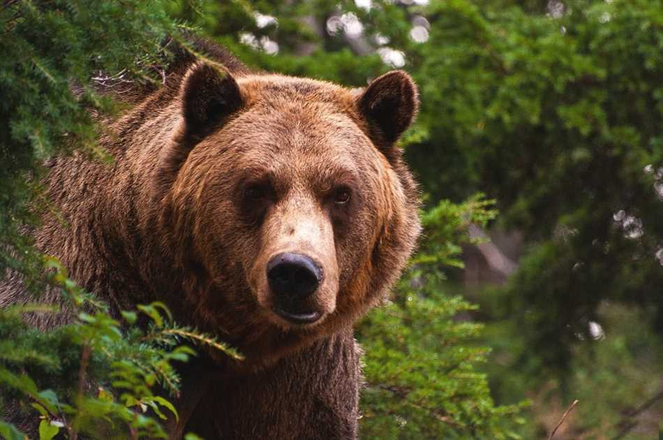 Отличительные черты активности медведей в разное время суток