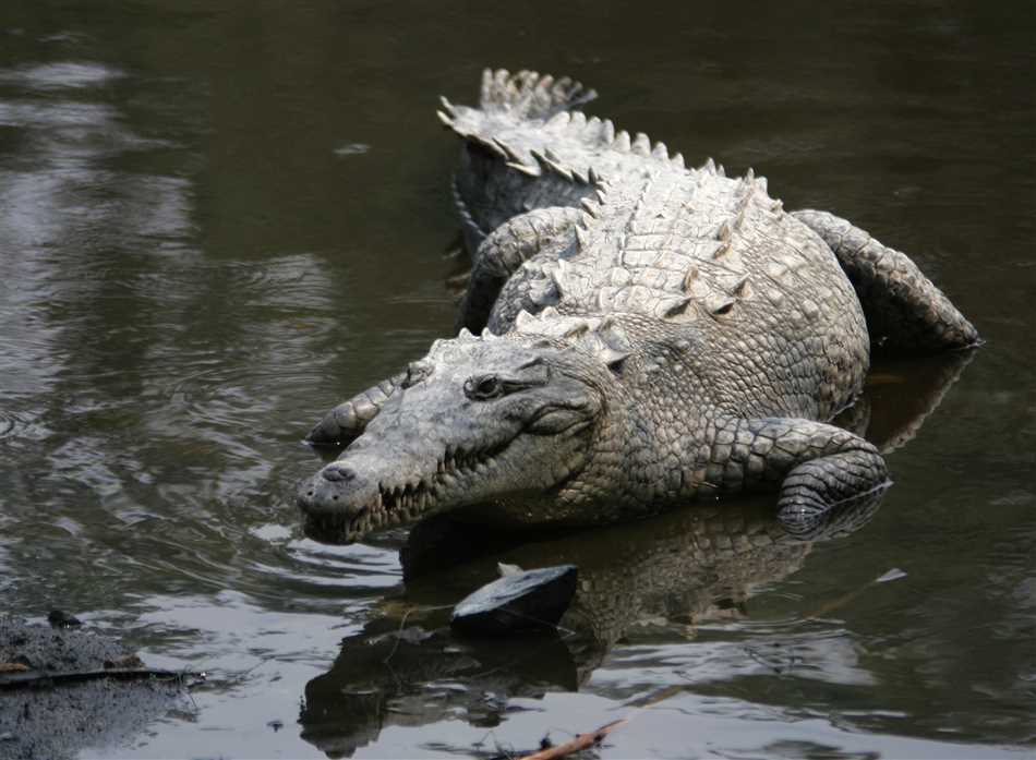 Вода – идеальная среда для передвижения крокодилов