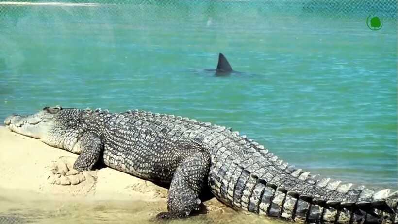В какой воде водятся крокодилы?