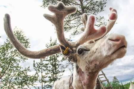 В каком месяце у северного оленя рога отпадают?