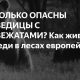 В каком возрасте медвежата уходят от медведицы жить отдельно?