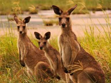Кенгуру Серого цвета (Macropus giganteus)