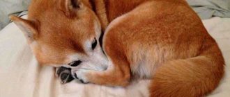 Виды собаки лисы: ближайшие родственники