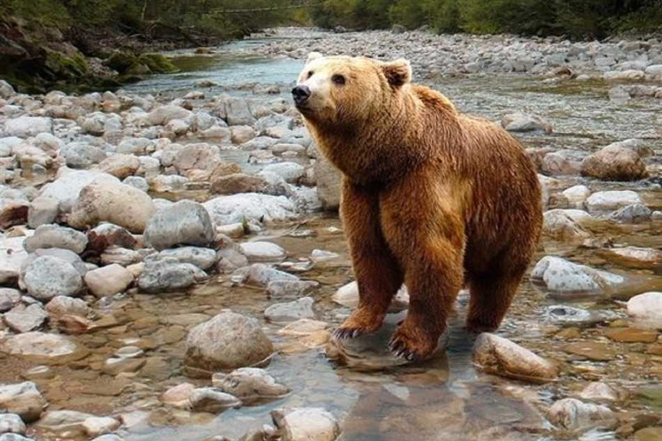 Сезонные миграции медведей на Алтае