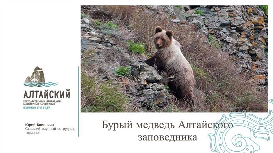 Водятся ли медведи в Алтае