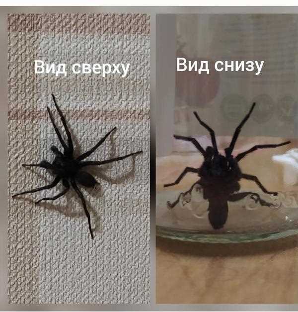 Ядовитый паук или нет