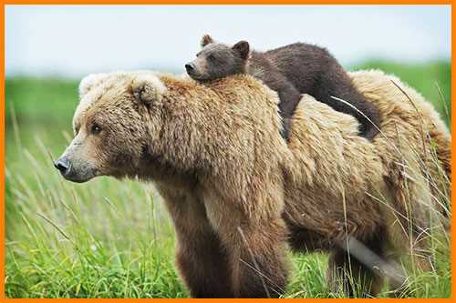 Является ли медведь млекопитающим?