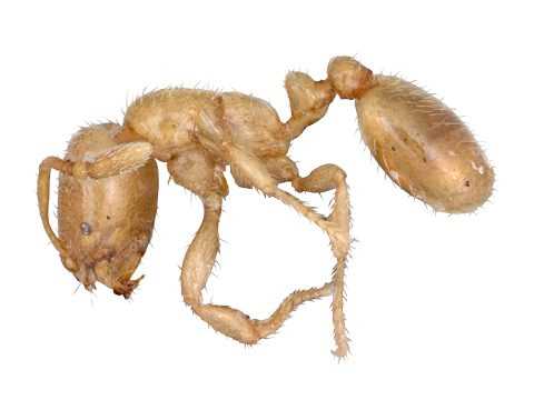 Является ли муравей животным?