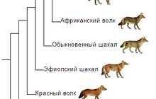 Волк – предок собаки: научные факты и легенды