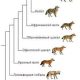 Волк – предок собаки: научные факты и легенды