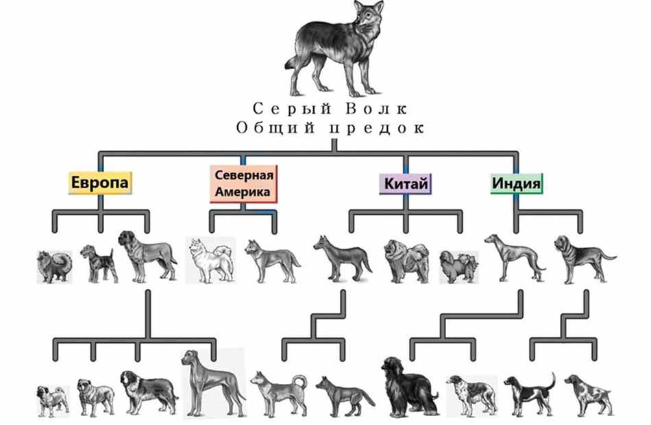 Эволюция собак из волков