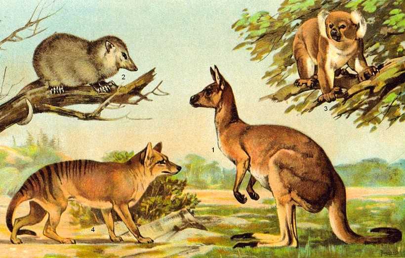 Эволюция и классификация сумчатых млекопитающих