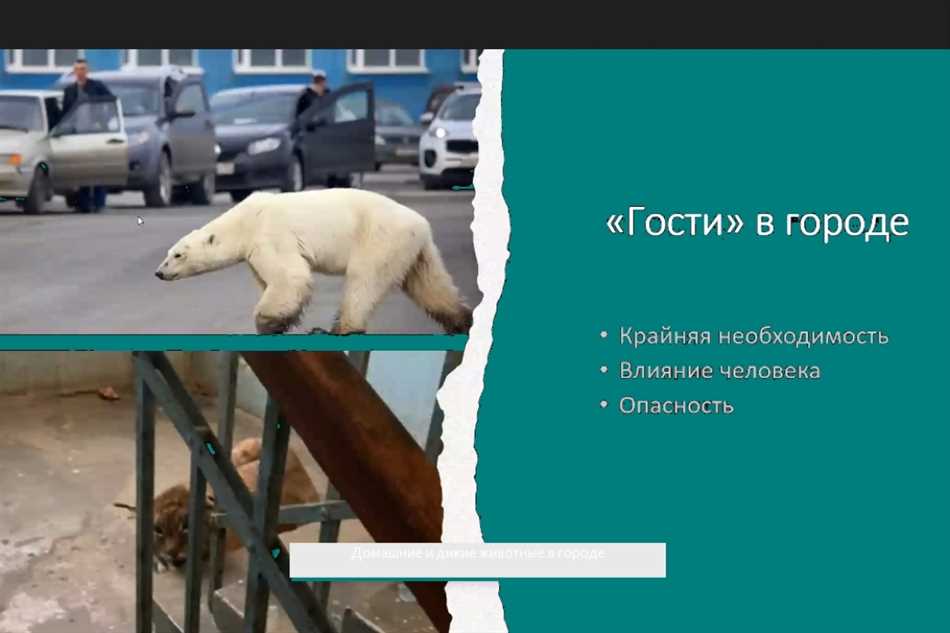 Зачем нужны дикие животные?