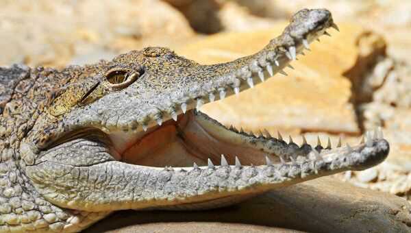 Раздел 1: Крокодилы как ключевые виды экосистем