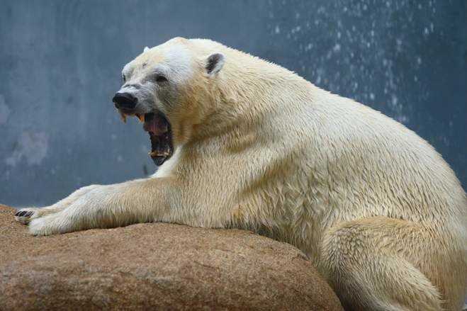 Живут ли белые медведи в Сибири?