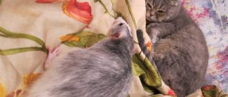 Крысы и кошки: Могут ли они жить вместе?