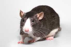 Живут ли крысы с мышами?